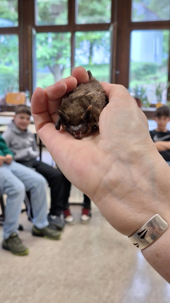 Eine Lehrerin hält eine Fledermaus in der Hand