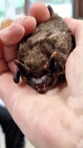 Fledermaus in einer Hand