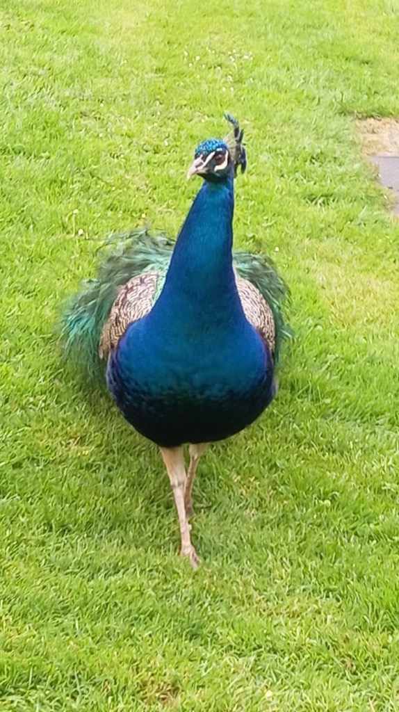 Pfau auf einer Wiese